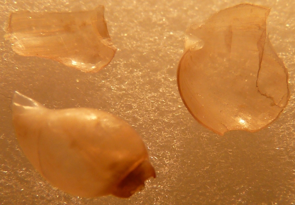 Haminoeidae Haminoea fusari ?